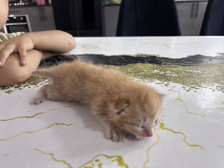 Yalangoch rus uy qurilishi video