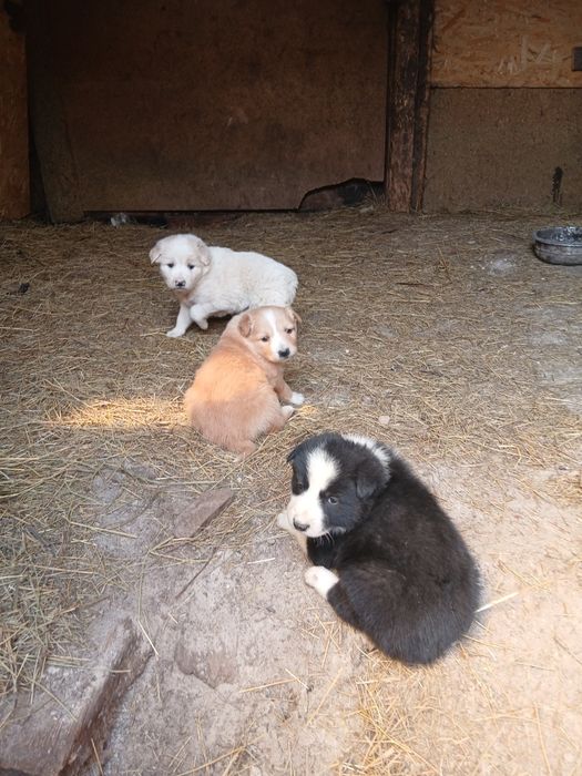 Одам бесплатно щинят