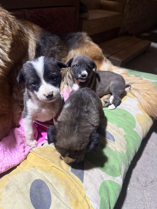 Щенята в хорошие руки