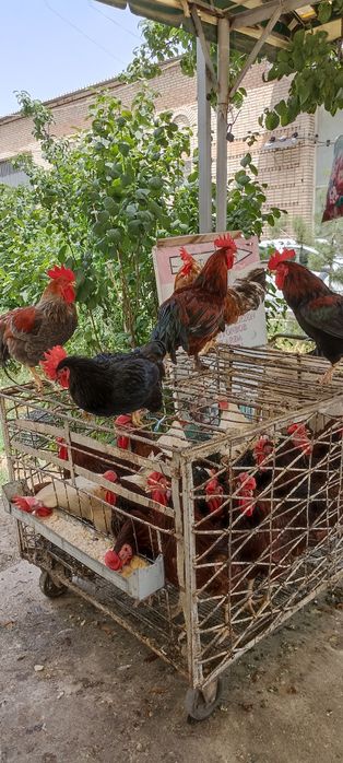 Петух курица индюки кролик