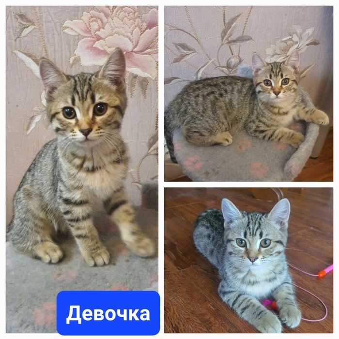 Котята шотландской вислоухой
