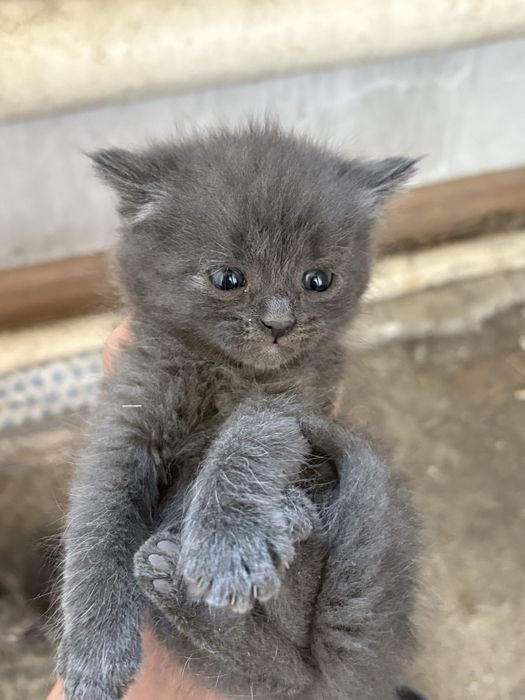 Отдам котят в добрые руки.