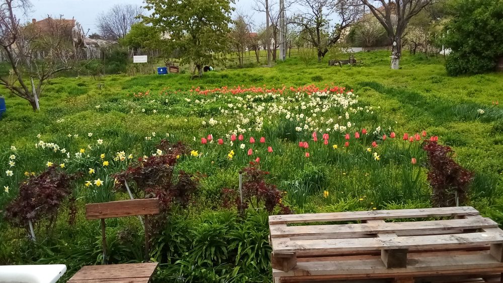 Chirie 1600 M2 teren îngrădit cu casa lemn, curentr Colinelor Oradea