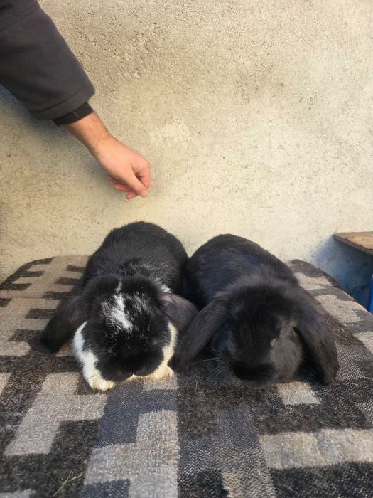 Iepuri berbec german. Masculi si femele