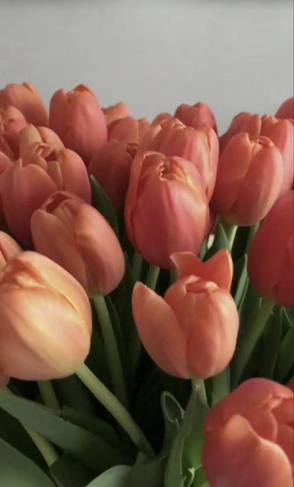 Оптом Голландские тюльпаны с теплицы