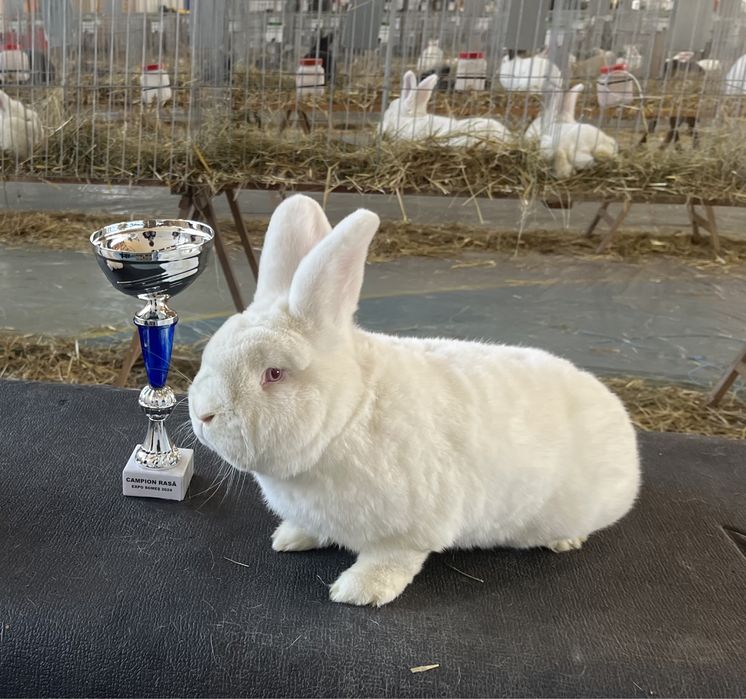 Iepuri neozeelandezi albi