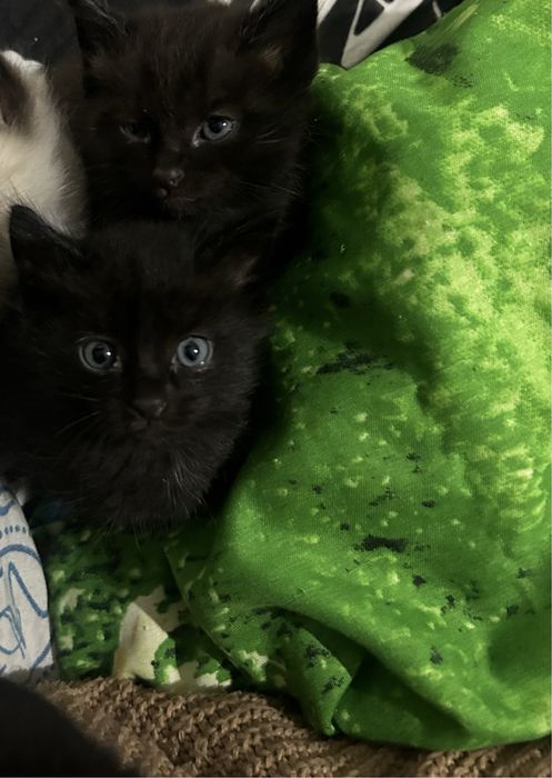 Отдам котят в добрые руки