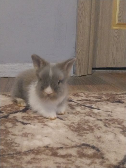 Pui iepurasi rasa pitica nu cresc ,urechiuse mici!