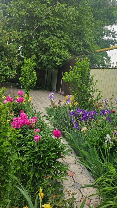 Цветы ирисы розы тюльпаны пионы