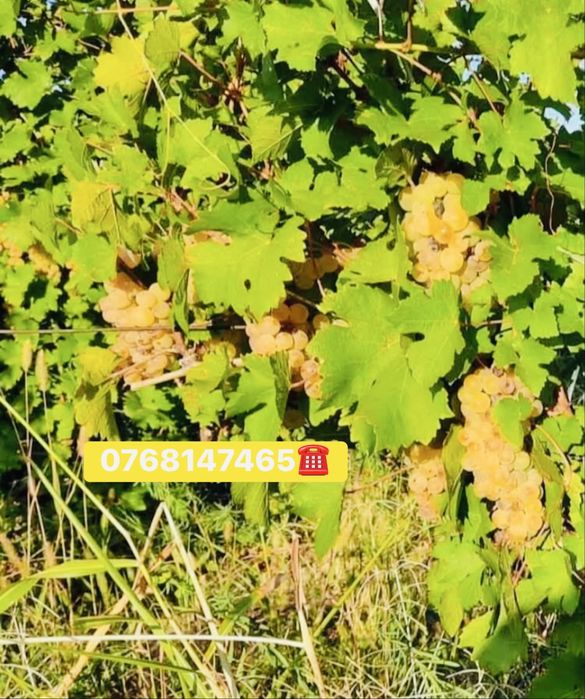 Vand struguri de vin toate soiurile nobile