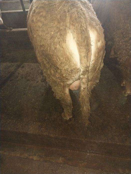 Продам Бычков. На курбан Айт