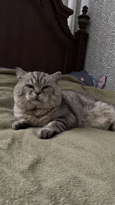 Продам британских котят
