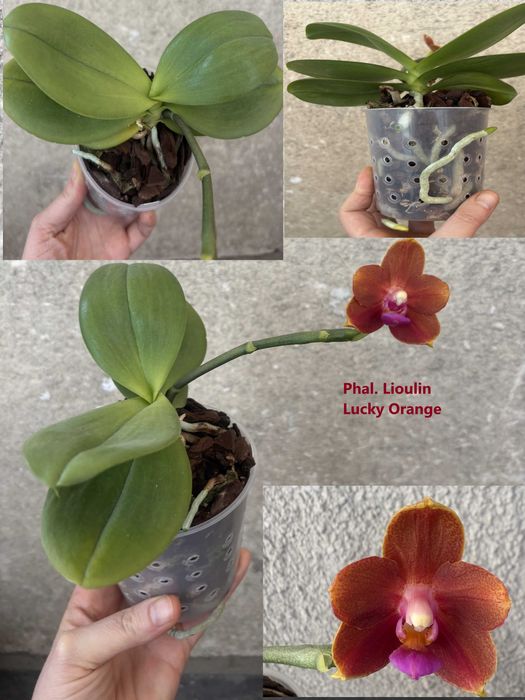 продавам орхидеи