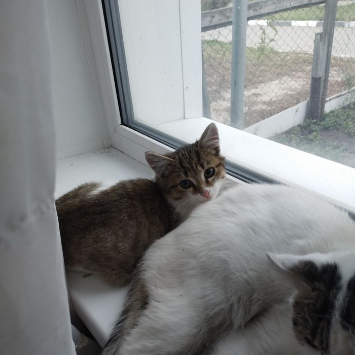 Отдам котенка котик