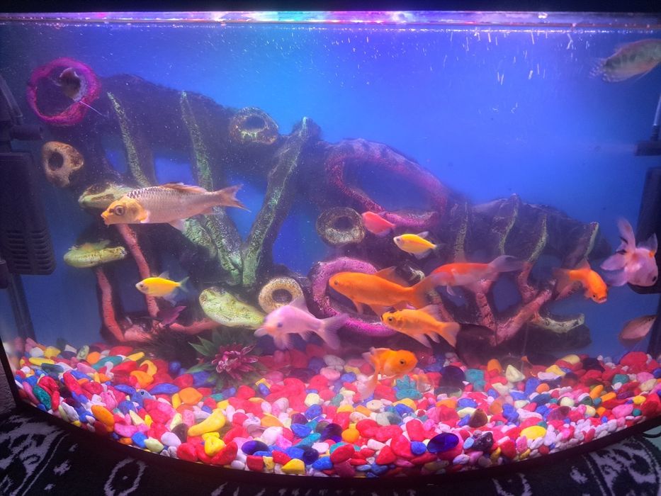 Акварийум холати зур  баликлари  билан ва абародиновалари билан