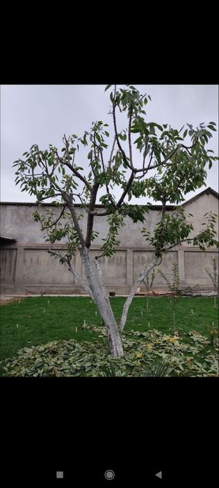 Daraxt kesish shakil berish