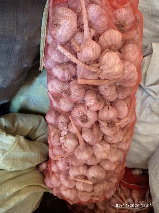 Chesnok, sarimsoqpiyoz, чеснок, garlic