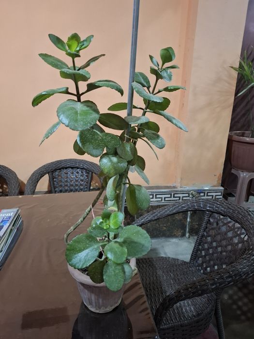 Калахоэ гули     .