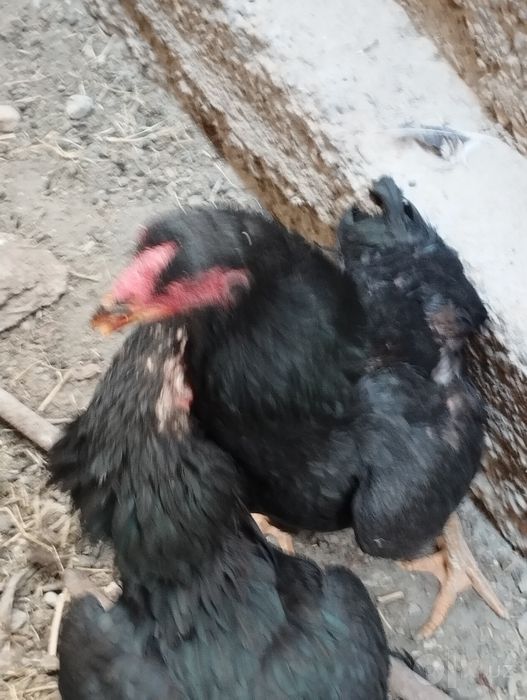 Kulangi tovuqla sotiladi