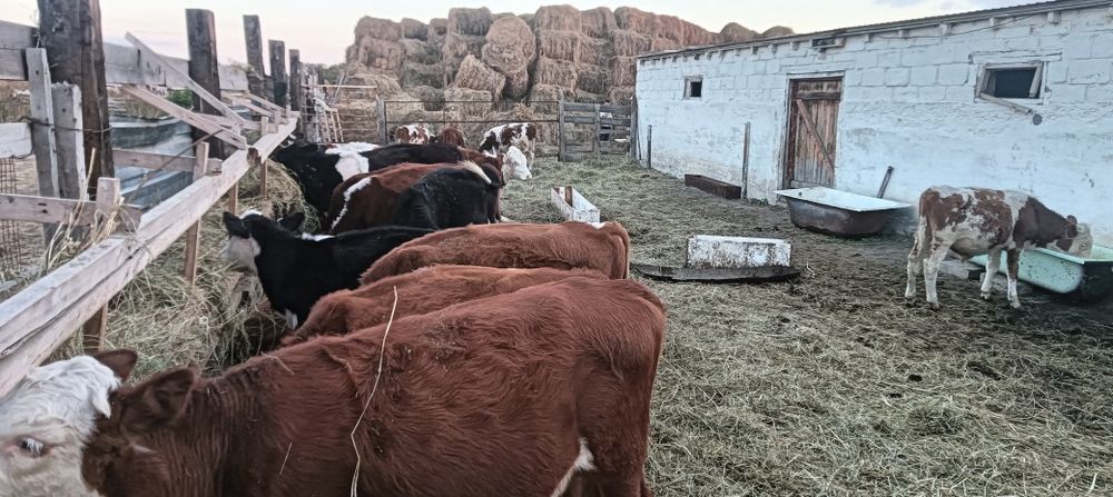 Продам молодняк торг при осмотре