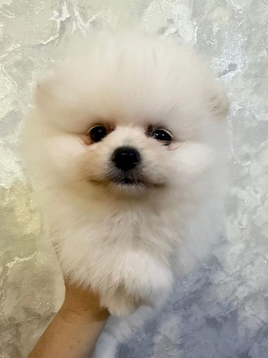 Шпицы  ждут новую семью