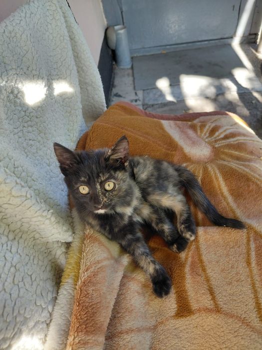 Котята бесплатно