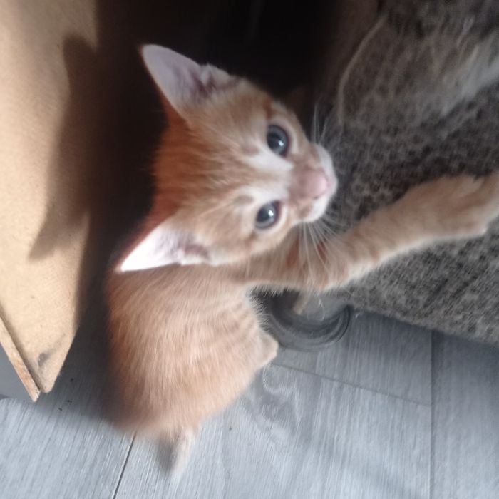 Отдам в хорошие руки