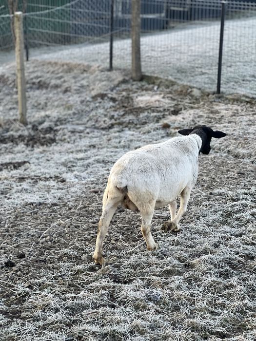 Oi Dorper Originale!