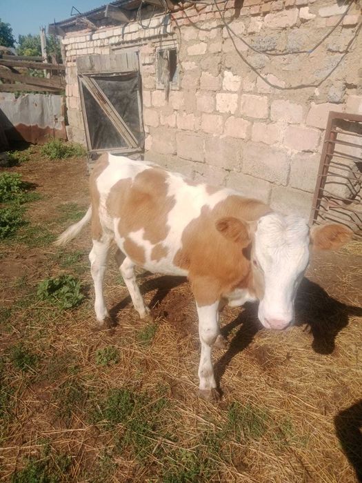 Продам телёнка телочкк