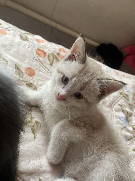 Отдам котят бесплатно