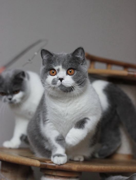 Британский котенок