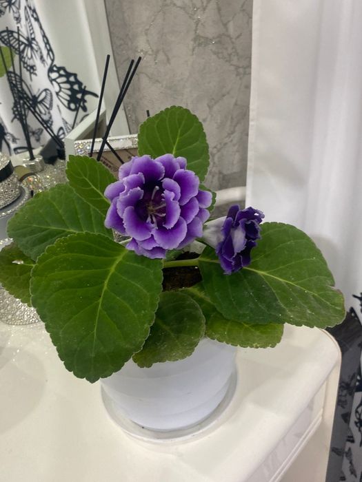 Продам глоксинию!