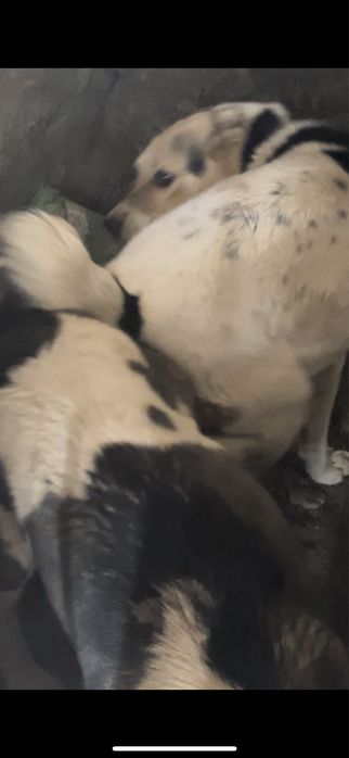 Алабайдын күшіктері