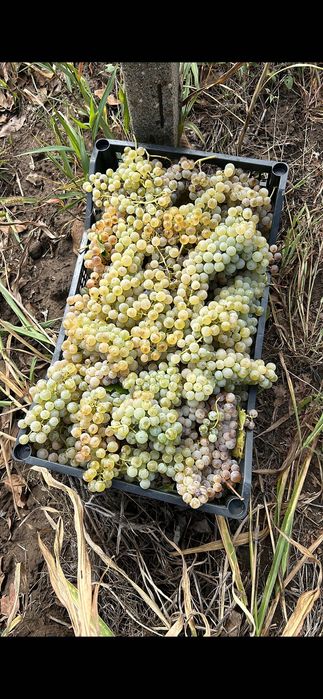 Struguri de vin