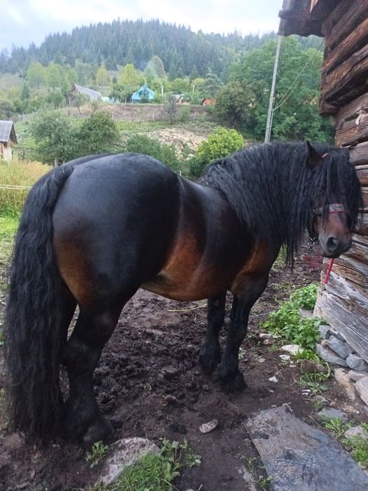 Armăsar pentru montă