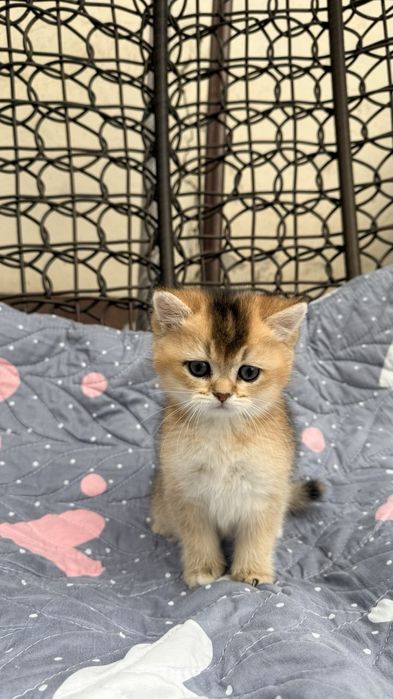 Продается девочка золотая шиншила