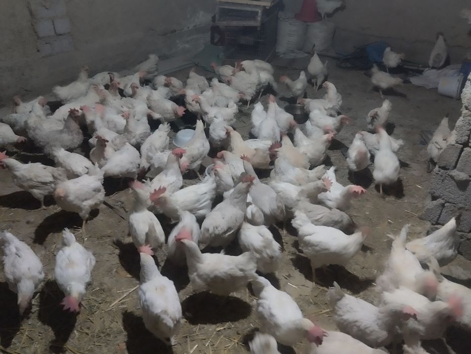 Товуклар сотилади тухум йоналиши