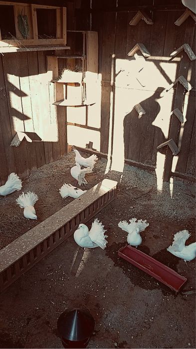 Vând porumbei înfoiați sau schimb cu iepuri