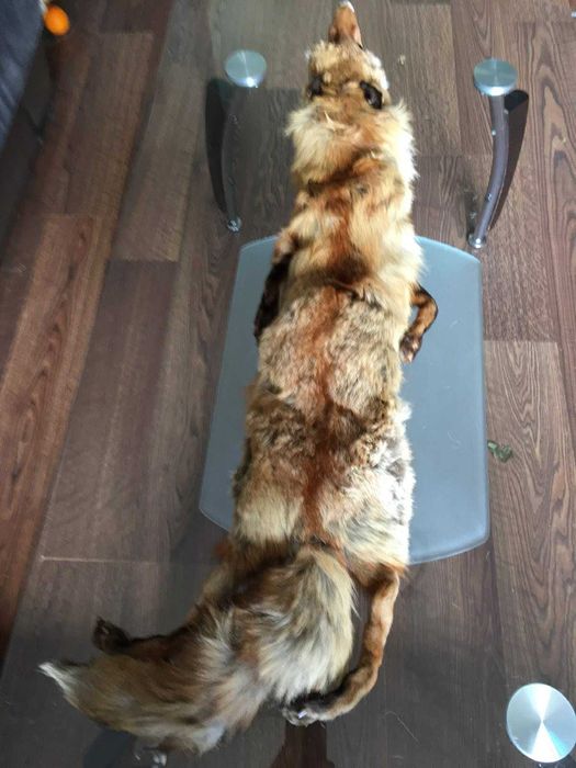 Лисича кожа за носена на врата или за украса