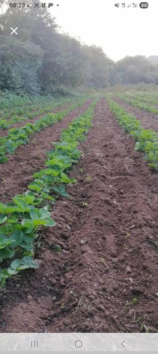 Пподавам расат ягоди и малини