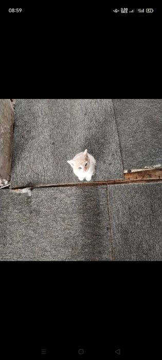 Котята бесплатно