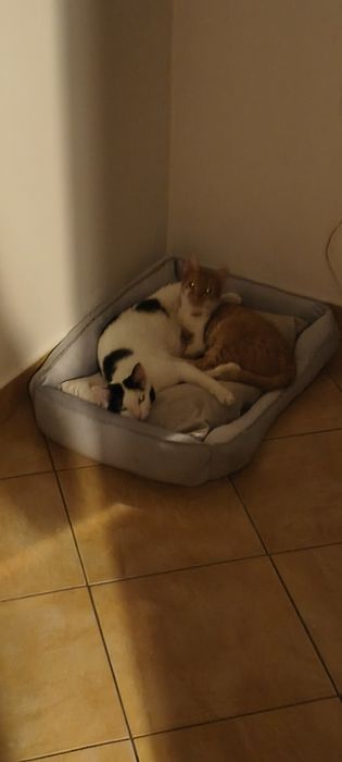 Donez 2 motanii                    .