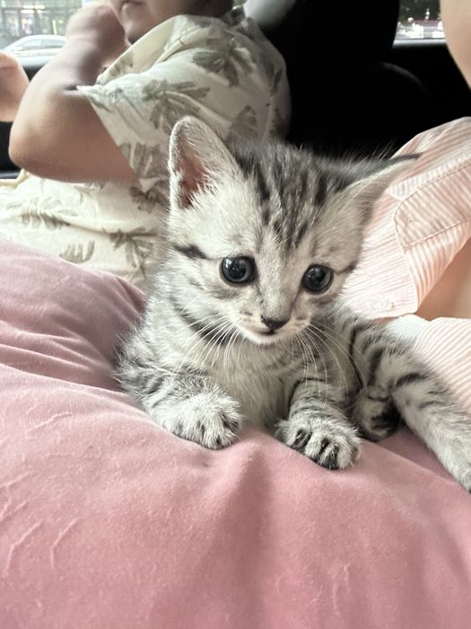 Котенок бесплатно