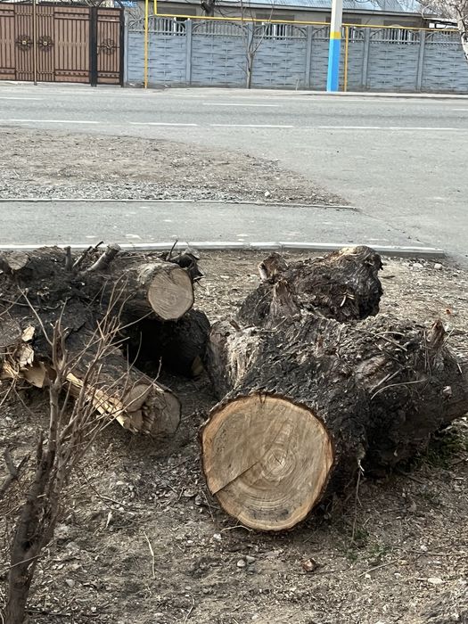 Пень по договорной цене