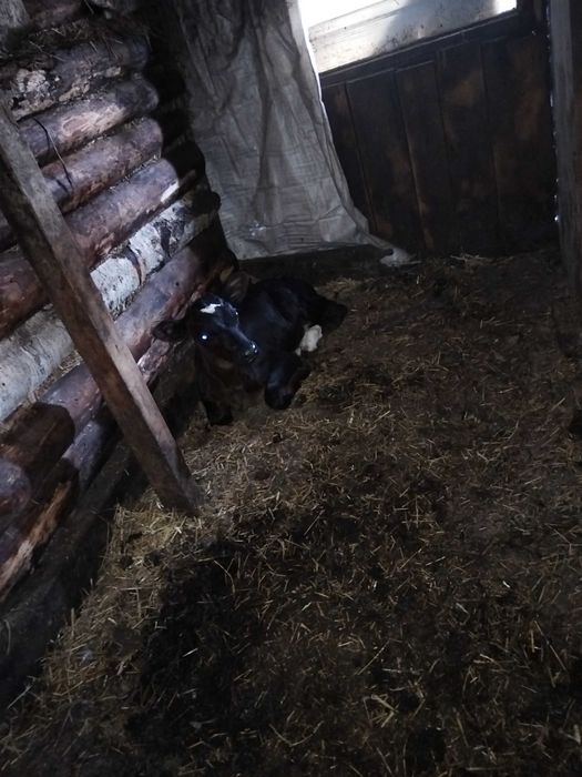 Продам телку 1 месяц