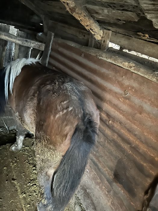 Продам откормленного тая