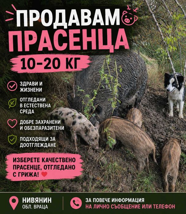 Търсят си нов дом!  Здрави прасенца  10–20 кг . Отгледани на чист въздух и с много грижи