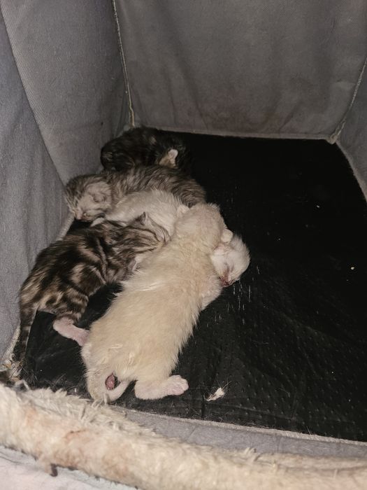 Бронирование шотландцы.