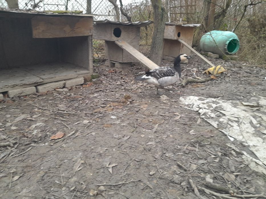 Femelă gâscă calugăr