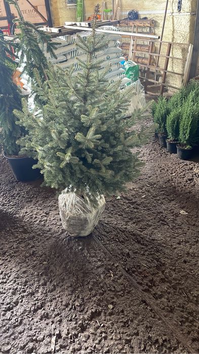 Голубые ели блю даймонд